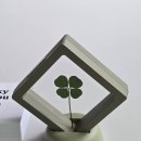 포유마켓 이미지