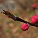 장복산길 이미지