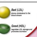 HDL LDL 수치 콜레스테롤 과다 개선 위한 팁 살피기 이미지