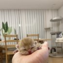 샤인모어 이미지
