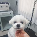 펫살롱케이 이미지