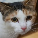 (주)펫바라기 이미지