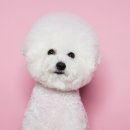 24시센트럴동물메디컬센터 이미지