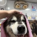 허벌라개 | 광주애견출장목욕 [허벌라개] 소형견 대형견 모든 견종 광주애견목욕
