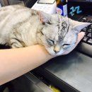 올스타동물의료센터 이미지