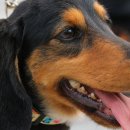 우리집강아지 이미지