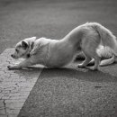 냥이멍이세상 | 동서트레일 2구간, 몽산포항 ~ 백사장항 (feat. 해미읍성)