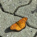 본죽모라점 네이버블로그
