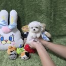 광주강아지분양 고양이분양 펫왕국 이미지