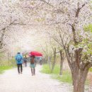 4월13일(토) "영종도 건강백년길에서 벚꽃엔딩" 이미지