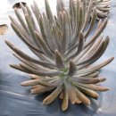 광시농장 이미지