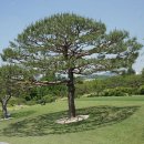 삼성골프장 이미지