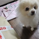 옥자농장 | 옥자농장 구좌당근 못난이 파지 쥬스용5kg 대만족