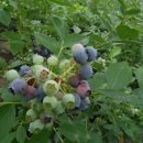 철마농장 이미지