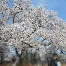 대전문화 별찌작은도서관 | 대전 충남 벚꽃 명소 | 공주시 충청남도 역사박물관 벚꽃 놀이