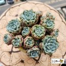 화이트팜(주) 이미지