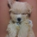 송파바로동물병원 이미지