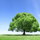 대체산림자원조성비란? 이미지