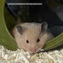 로던트클럽화정 | 사랑스런 토리 입양기 ♥ (골든, 페디그리 햄스터)