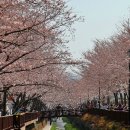 진해 여좌천의 벚꽃터널... 이미지