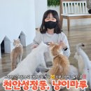 냥이랑 | 천안고양이카페 냥이마루 천안이색데이트 주말방문 후기