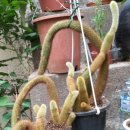 여우꼬리 이미지