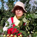 보은황토농장 네이버블로그