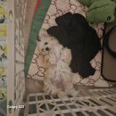 어서와 댕댕아 이미지