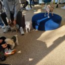 업 독 라이프 이미지