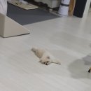 멍멍미용실 이미지