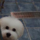 멜로디펫살롱 이미지