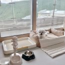 하이원펫클럽 이미지