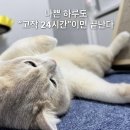 임자중학교 | 한국코미디영화추천 육사오 영화 삼텐바이미로 보면서 힐링 영화감상후기 및 일상모음!