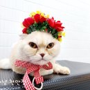 잔다냥 천안점 네이버블로그