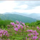 지리산운봉흙돼지 이미지