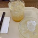 사보레 | 양평 서종면 카페 쉐즈롤 고양이들