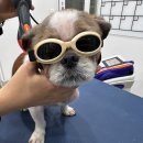 스위스동물병원 | 송도동물병원 십자인대 TPLO – 오해와 진실