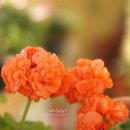 댕글 몽글 이미지