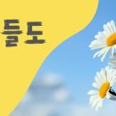꽃들도