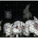 이작초등학교 이미지