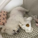 대구동물심장내과 | 대구 진심 동물 심장내과 ❤️🫀