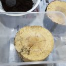 근화세탁소 이미지