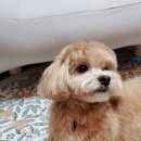 댕발소 이미지