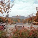 느티나무야영장 이미지