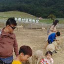 금호목장 이미지