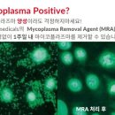 엠피코리아(MP korea) 이미지