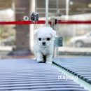 플레이독 파주본점 이미지