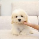 유어펫 라운지 강아지분양 이미지