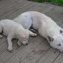 세쌍둥이네 풀꽃세상 이미지