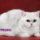 부산뱅갈하우스 이미지